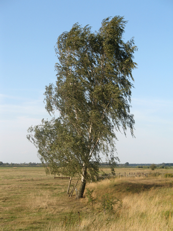 Birke in der Heide